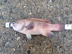カンダイの釣果