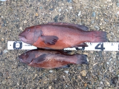 カンダイの釣果