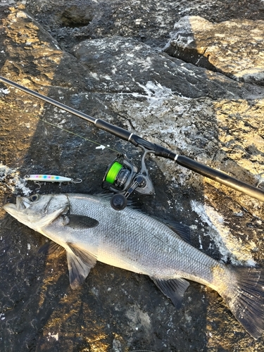 ヒラスズキの釣果