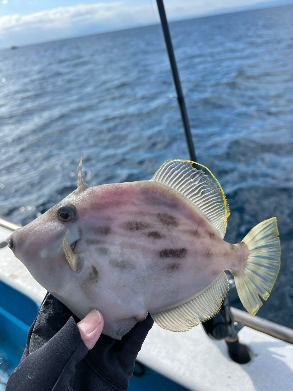 浦安家族さんの釣果 2枚目の画像