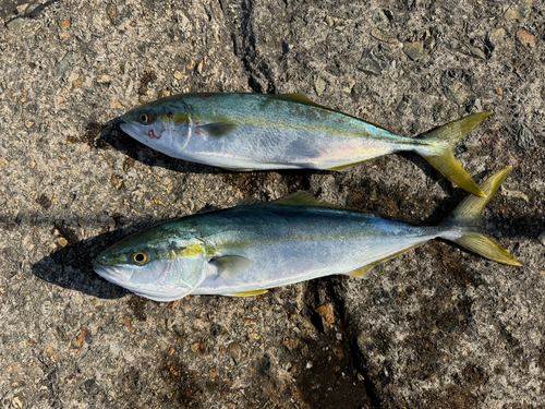 ハマチの釣果