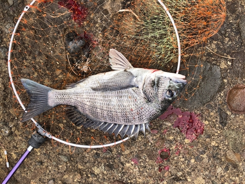 チヌの釣果