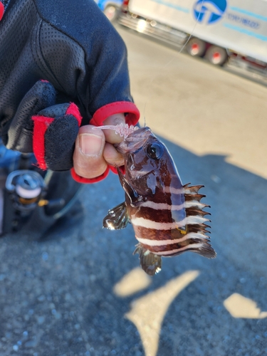 マハタの釣果