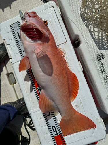 スジアラの釣果