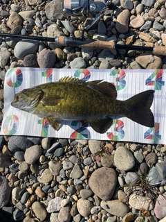 スモールマウスバスの釣果