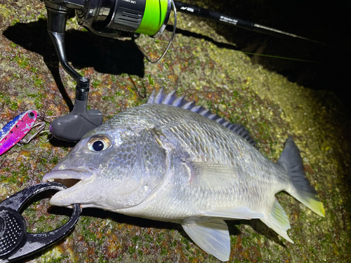 キビレの釣果