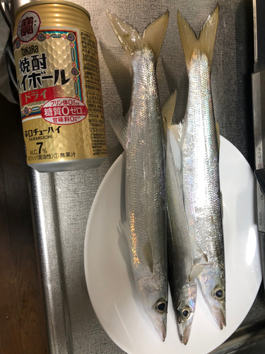 カマスの釣果