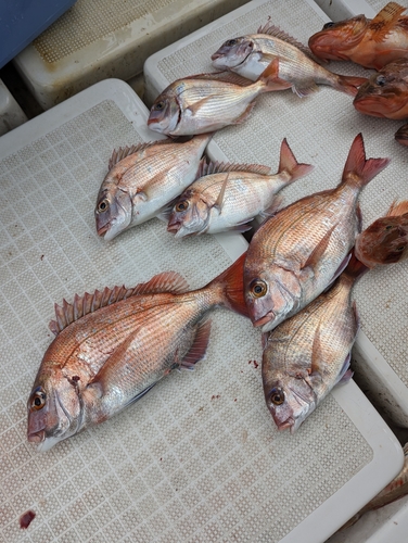 タイの釣果