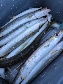 カマスの釣果