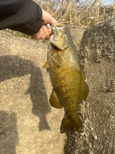 スモールマウスバスの釣果