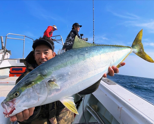 ブリの釣果