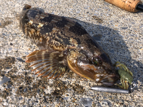 アイナメの釣果