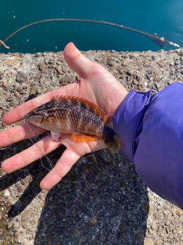 アカササノハベラの釣果