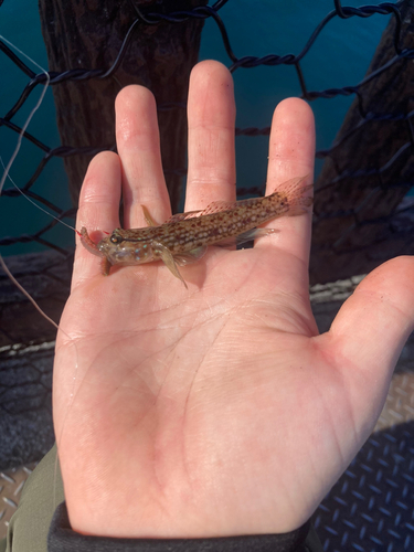 クツワハゼの釣果