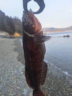 アイナメの釣果