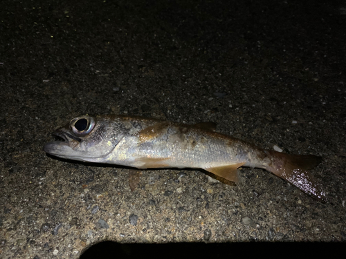 ムツの釣果