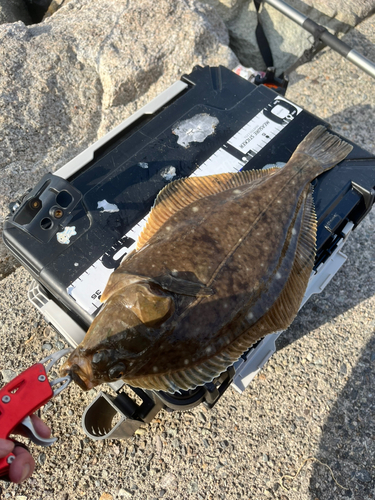 カレイの釣果