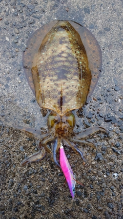 アオリイカの釣果