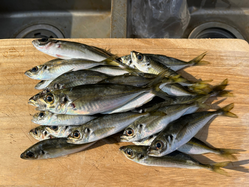 アジの釣果