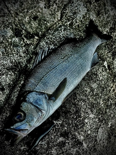 ヒラスズキの釣果