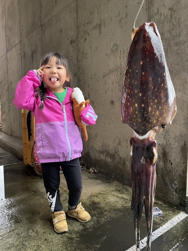 コブシメの釣果