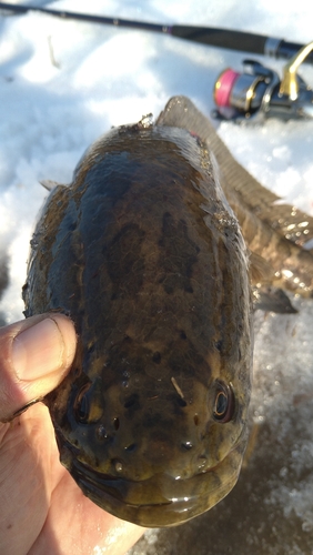 ライギョの釣果