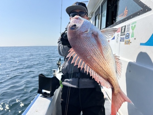 マダイの釣果