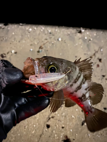 メバルの釣果