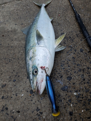 ヤズの釣果