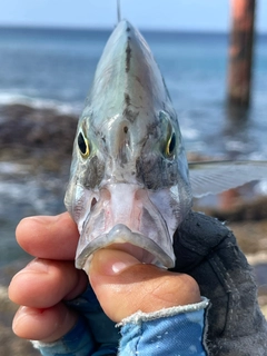 ナンヨウカイワリの釣果