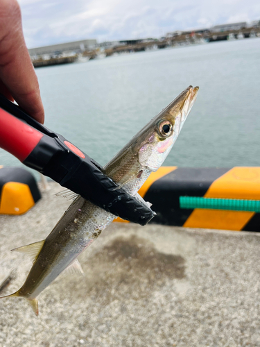 カマスの釣果