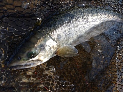 サクラマスの釣果