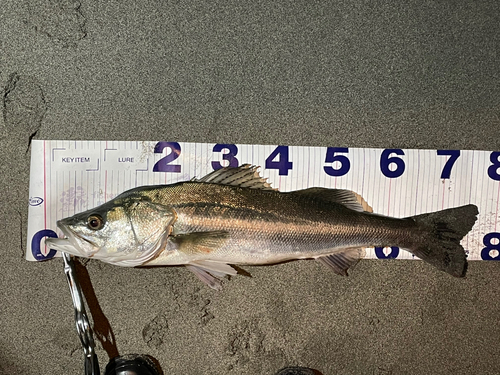 シーバスの釣果