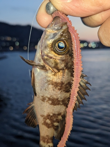 メバルの釣果