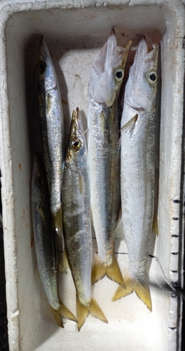 アカカマスの釣果