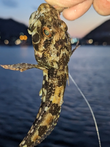 アナハゼの釣果