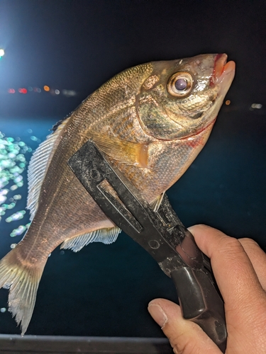 タナゴの釣果