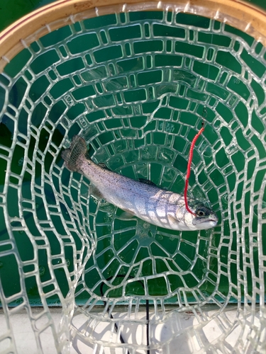 レインボートラウトの釣果