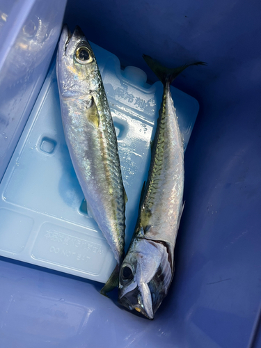 マサバの釣果