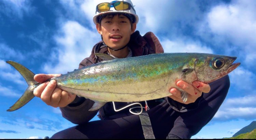 ニジョウサバの釣果