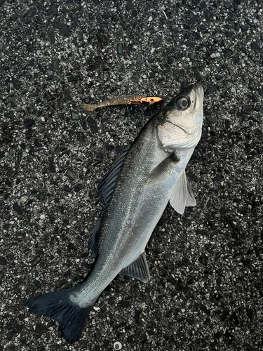 スズキの釣果