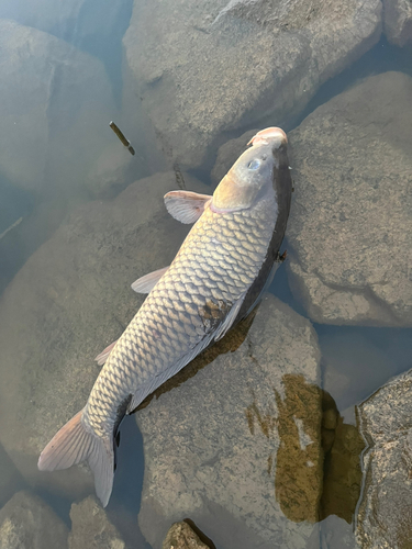 コイの釣果