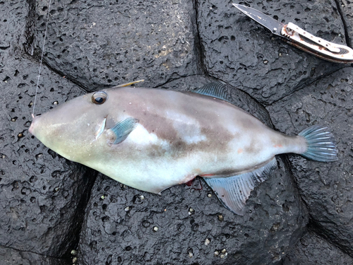 ウマヅラハギの釣果