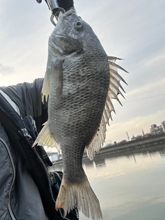 キビレの釣果