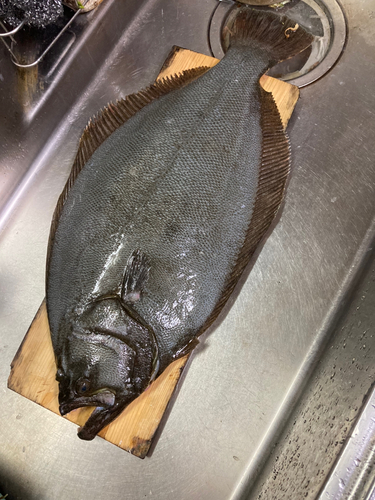 ヒラメの釣果