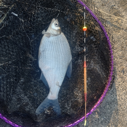 ダントウボウの釣果