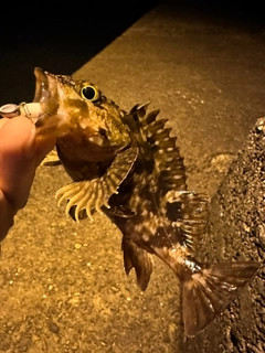 カサゴの釣果