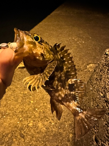 カサゴの釣果