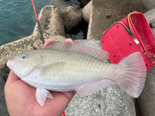 ブダイの釣果