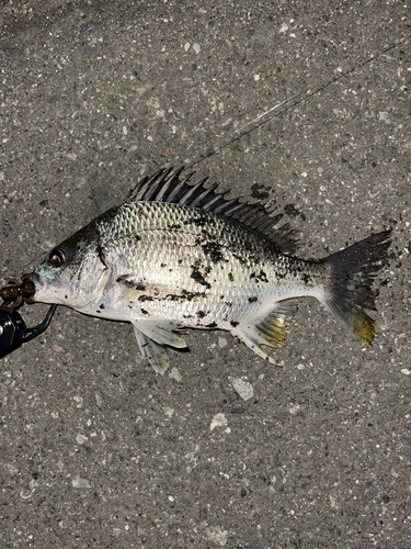 キビレの釣果